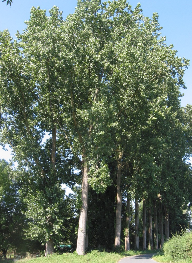 Plepat e Bunës për shkak të arkave po priten, pohon  Xhelal Hoxhiq