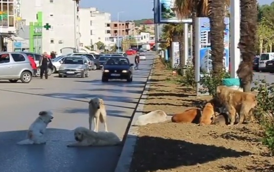 Ulcinj: Pse lutalice dovode iz drugih gradova – Video