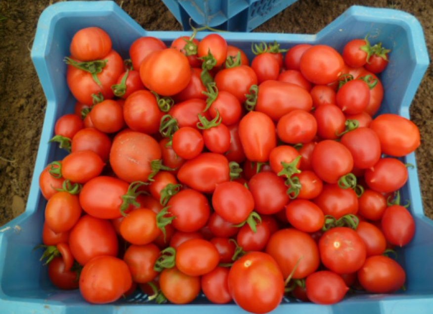 Në Shqipëri, fermerët që kultivojnë shalqi e domate me hormone, s’i konsumojnë për vete