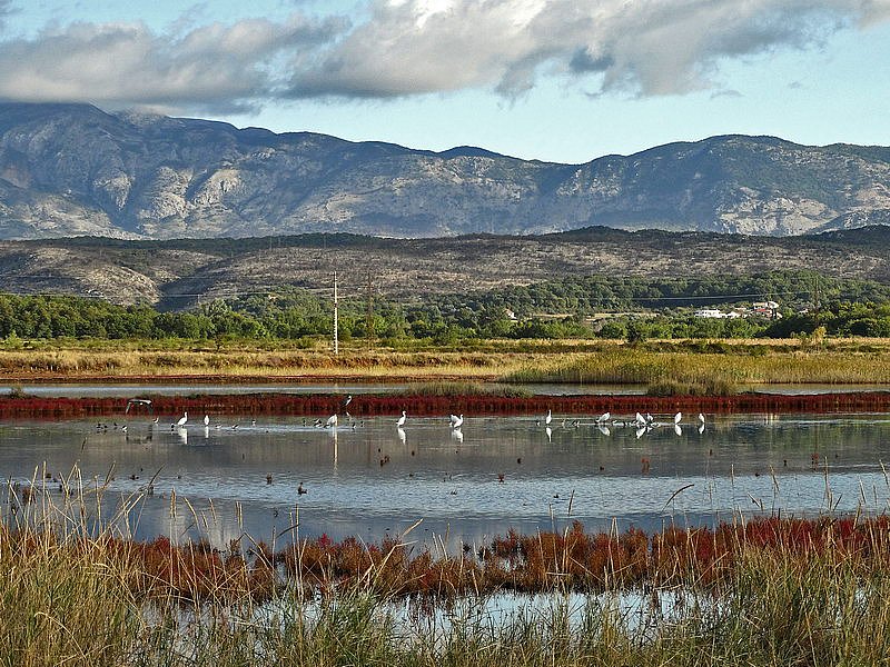 Ulcinj-Saltworks-Montenegro-bird’s-habitat