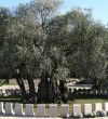 Abazoviq- family has the oldest olive tree which is 1314 years old in Bar-Montenegro