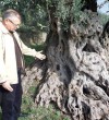 Buzuku family has the oldest olive tree which is 1314 years old in Ulcinj-Montenegro