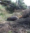Devastation of the Pine Forest-Ulcinj-Montenegro-