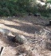 Devastation of the Pine Forest-Ulcinj-Montenegro-1