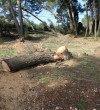 Devastation of the Pine Forest-Ulcinj-Montenegro-2