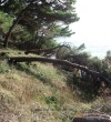 Devastation of the Pine Forest-Ulcinj-Montenegro-3