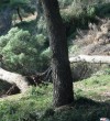 Devastation of the Pine Forest-Ulcinj-Montenegro-4