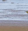 Dr._Peter_Sackl_Motacilla_citreola_right-Salina-Ulcinj