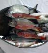 Fish restaurant Bazar in Ulcinj – Montenegro-6