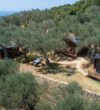 Holiday Park Olive Tree -Ulcinj-Montenegro.1