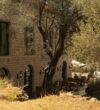 Hotel MASHTRA-The Olive House-Ulcinj-Montenegro.16