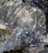 Illyrian Shas -Sas -Svac-Rozeta-