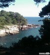 Pine-Wood-Ulcinj
