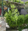 Stevo-Guesthouse-Ulcinj-Montenegro-24