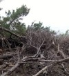 The devastation of the Pine Forest-Ulcinj-Montenegro