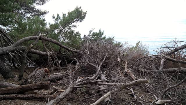 The devastation of the Pine Forest could shut “Ulcinj’s lungs” down