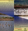 Ulcinj Salina paradise of biodiversity threatened with extinction-