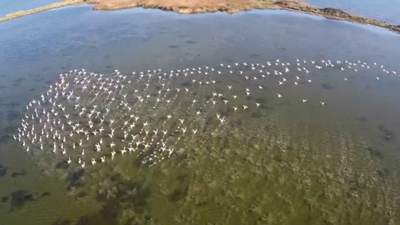 Ulcinj Salina paradise of biodiversity threatened with extinction