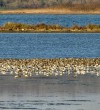 Ulcinj Salina paradise of biodiversity threatened with extinction-4