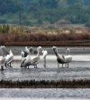 Ulcinj Salina paradise of biodiversity threatened with extinction-6