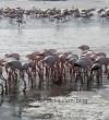 Ulcinj Salina paradise of biodiversity threatened with extinction-7