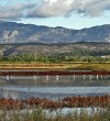 Ulcinj-Saltworks-Montenegro-bird’s-habitat